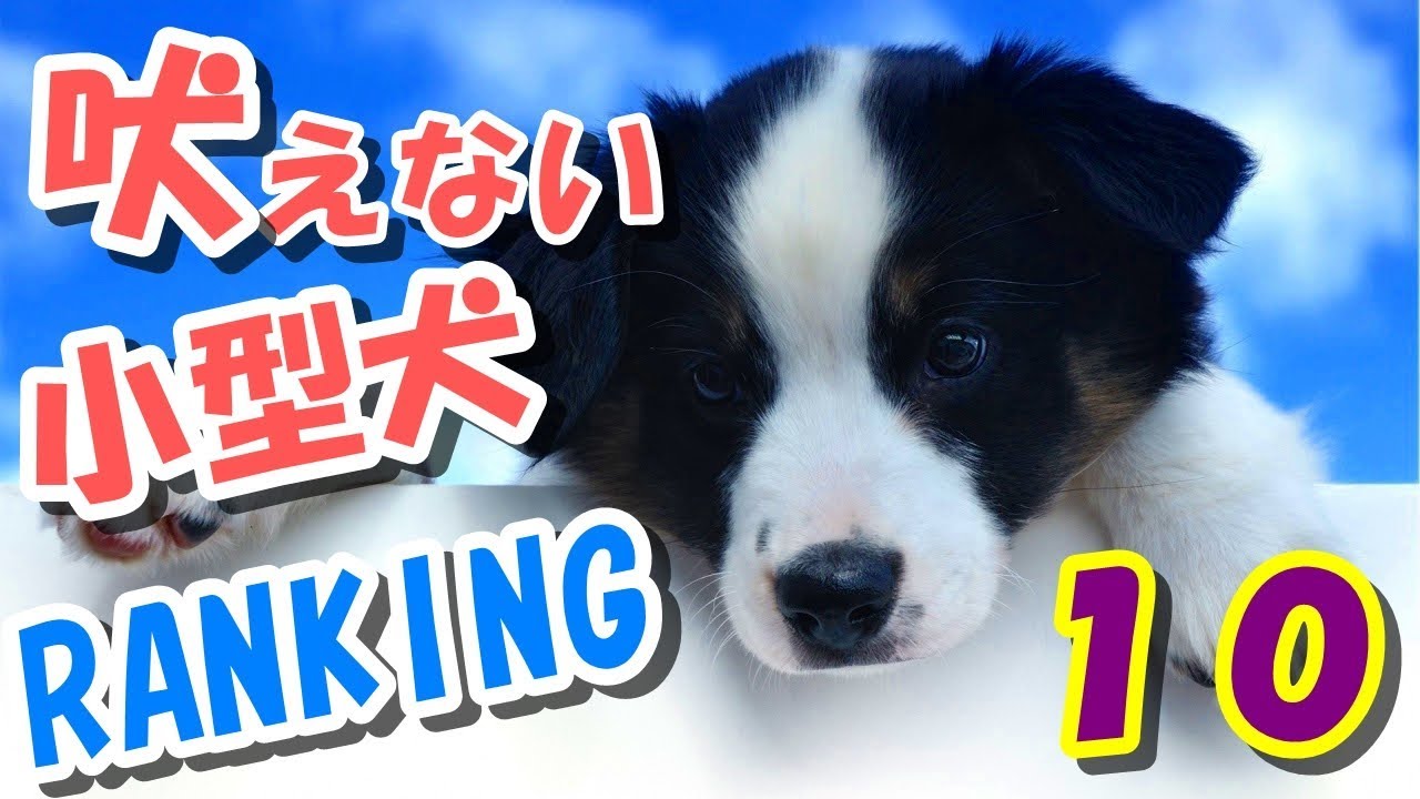 Download おすすめ 吠えない小型犬ランキ