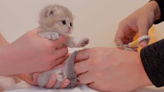 wait a minute! The kitten desperately resisting having its first nail clipped was so cute...