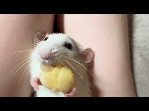 Meet Cookie & Muffin – Our Adorable Pet Rats! 🐭🐭