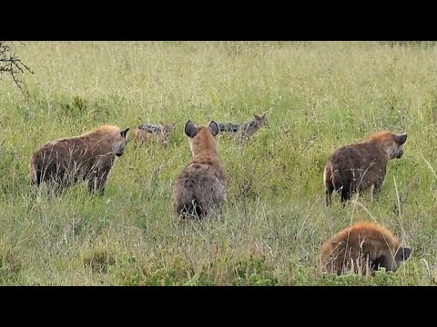 the tailless lion's kill - part 18 - hyena and black-backed jackal inch closer