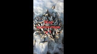 На что зимой клюет красноперка