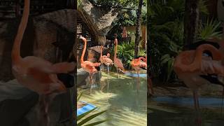 CARNIVAL CELEBRATION - Day 4 - COSTA MAYA - 2023 #jbcruisin #carnival #cruise #carnivalcruise