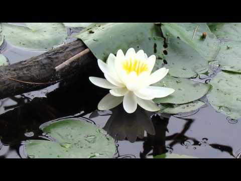 The Four Immeasurables Prayer