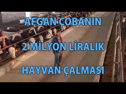 MP - Afghan Shepherd Steals 2 Million Lira Worth of Livestock