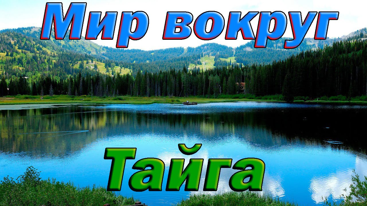 Тайга Уссурийский край - Дикая природа России. National Geographic