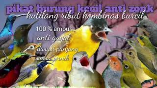 Download lagu suara pikat burung kecil kombinasi kutilang ribut ampuh dan terbukti mp3