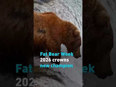 Fat Bear Week 2026 crowns new champion
