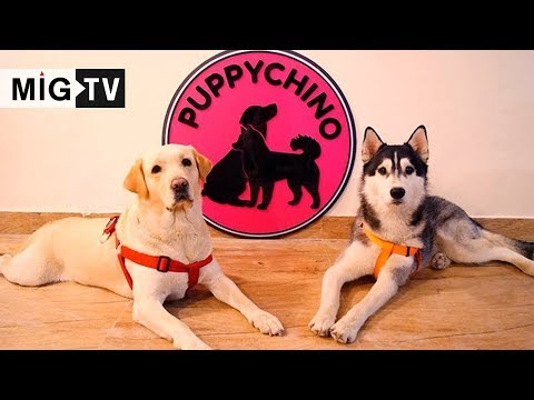 download lagu mp3 mp4 Dog Cafe Delhi, download lagu Dog Cafe Delhi gratis, unduh video klip Dog Cafe Delhi