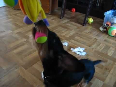 Kaninchen teckel Muis speelt met z'n favoriete knuffel 🥰