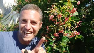 אלמון הודי צמח מטפס ריחני ויפה למרפסת ולגינה
