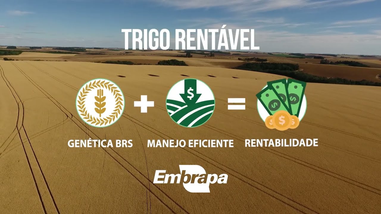 EMBRAPA | TRIGO RENTÁVEL