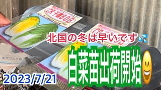 白菜苗出荷開始です😄　北国の冬は早いです💦　金太郎マクワウリ収穫してみたよ！
