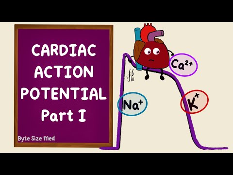 Ventricular Action Potential | Cardiac Action Potential | Part 1 | Phases | Cardiac Physiology