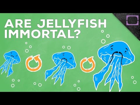 Can An Animal Live Forever?