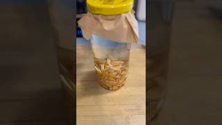 Homemade Anti-Inflammatory & Pain Relief Remedy | Avocado Seed & Rubbing Alcohol