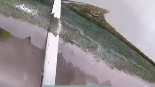 How to cut fish like a master chef | cuts of fish 🐠🐋🐟| culinary  education | master chef..
