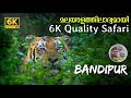 Inside Bandipur National Park Animal Paradise Of South India Karnataka JLR Forest Safari In 6K