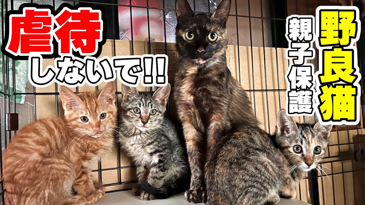 【虐待から野良猫を救う】怪我をしている野良猫の親子を保護しました（まーちゃん親子、保護猫）