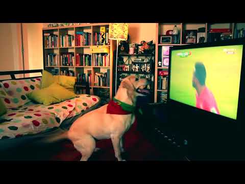 download lagu mp3 mp4 Chien Portugais, download lagu Chien Portugais gratis, unduh video klip Chien Portugais