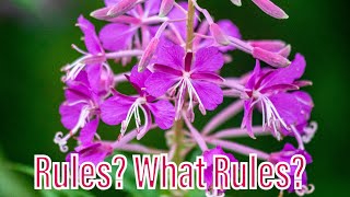 Changing Direction and Finding MY Rules