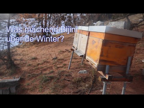 Bienen im Winter: Überlebenstricks der Völker enthüllt
