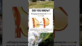 Download lagu DID YOU KNOW? massaging your breasts with olive oil and coconut #shorts #femalehealth #health #fyp mp3 Download lagu DID YOU KNOW? massaging your breasts with olive oil and coconut #shorts #femalehealth #health #fyp mp3