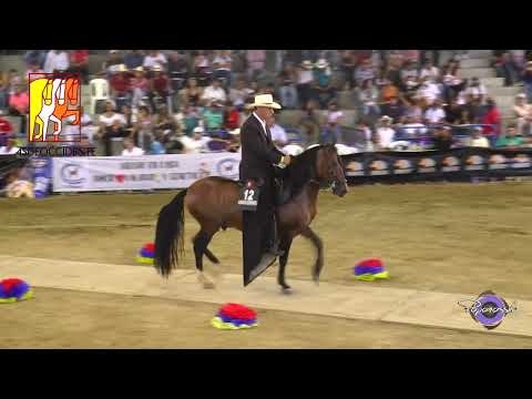 Festival Equino, Mundialito Ginebra 2022