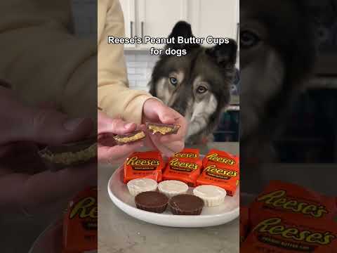 How To Make Reese’s Peanut Butter Cups For Dogs! #shorts