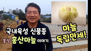 마늘독립만세 국내육성 마늘 신품종 홍산마늘 주요특징 및 현장 이야기