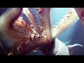 2 Metre Long Humboldt Squid Hunt In Packs Life BBC Earth