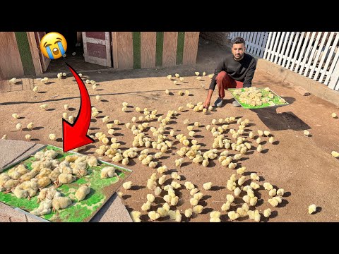 Sabtain Ko Bola Bhi Tha K Na Lo Ye Mr Jaty Hain💔