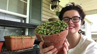 String of Pearls Care - Repotting - what not to do