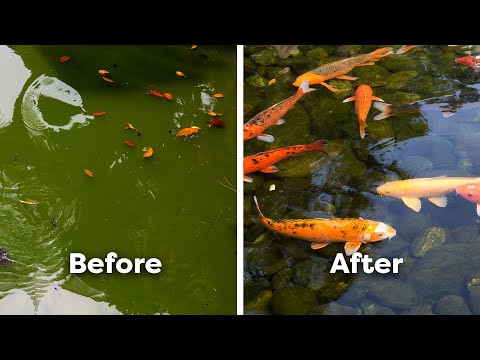 How to Clear & Prevent Green Water in Ponds