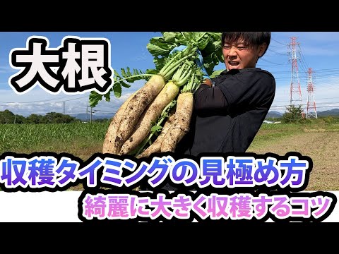 大根の収穫時期と方法は？ + 栽培、播種、メンテナンス  庭園
