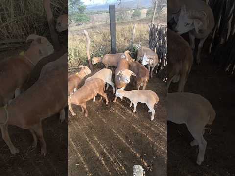 DIA D DA FAZENDA CARNAÚBA TAPEROÁ PARAÍBA #shorts