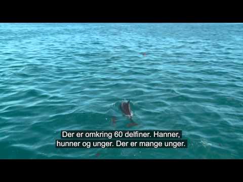 Drømmen om at svømme med delfiner på det åbne hav på Mauritius - tag med Anne-Vibeke Rejser