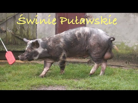 , title : 'Świnie Puławskie - historia pewnej czerwonej strefy'