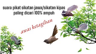 Download lagu PIKAT SIKATAN KIPAS RIBUT | sikatan jawa susah turun mp3 Download lagu PIKAT SIKATAN KIPAS RIBUT | sikatan jawa susah turun mp3
