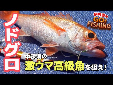 激ウマ高級魚『のどぐろ』を狙え|中深海スロージギングでアカムツGETなるか!?