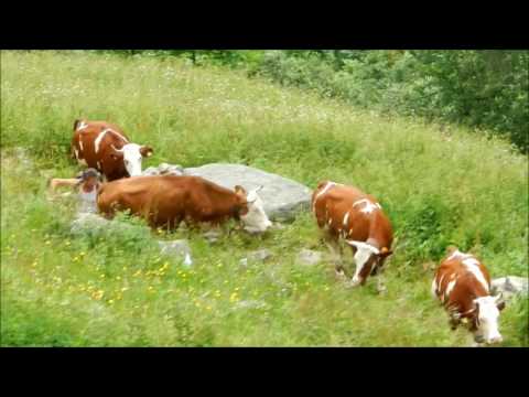 RASSA  FRAZ FONTANA - ALPE SASSOLENDA  TRANSUMANZA 2012