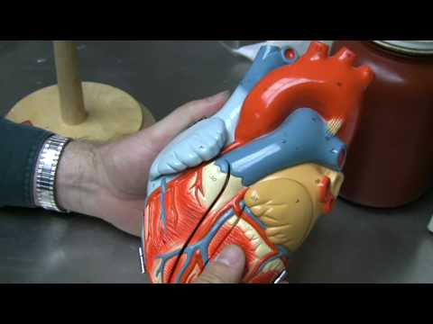 Heart Anatomy Part 1