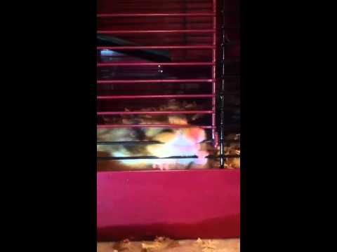 Flloyd trying to escape