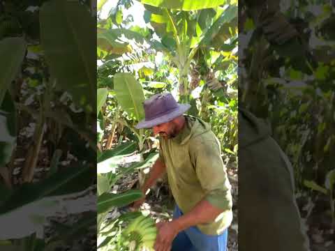 Colheita de bananas em missão velha Ceará