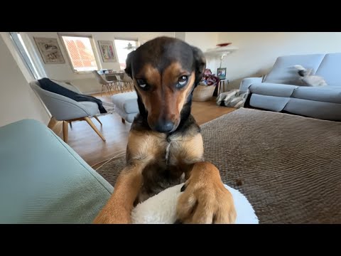 When Your Crazy Dog Suddenly Becomes Polite! 😂🐶 Cute Dog Videos