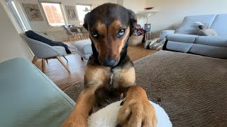 When Your Crazy Dog Suddenly Becomes Polite! 😂🐶 Cute Dog Videos