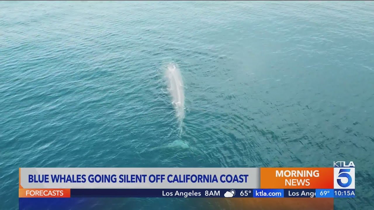 Ocean Warming Silences Giants: Blue and Fin Whale Songs Diminish in North Pacific