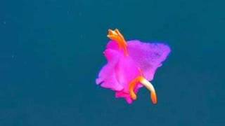 preview picture of video '羽ばたくムラサキウミコチョウ　Flying Batwing Slug'