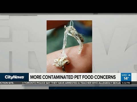 Pet owner finds larvae, cobwebs in cat food