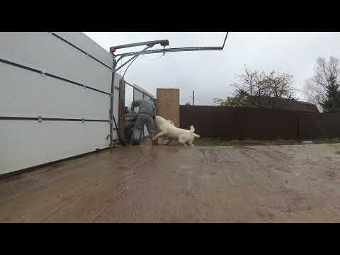 Owczarek Środkowoazjatycki - "Security Dog - obrona posesji"