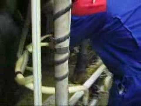 One Week Job #8 - Dairy Farmer